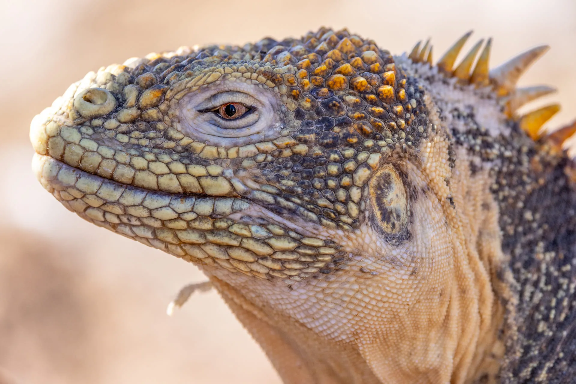 Galápagos — photograph 1 of 32
