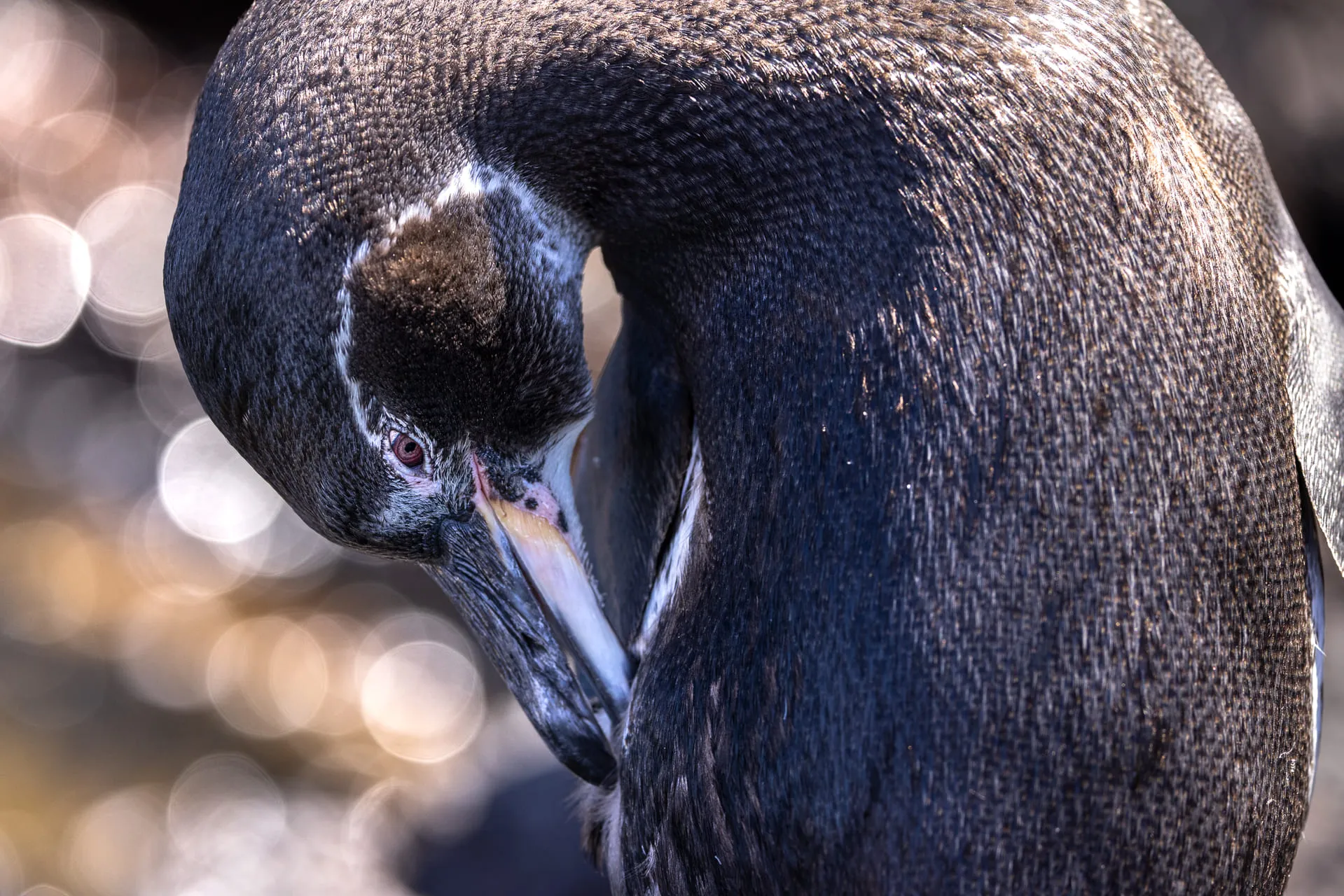 Galápagos — photograph 10 of 32