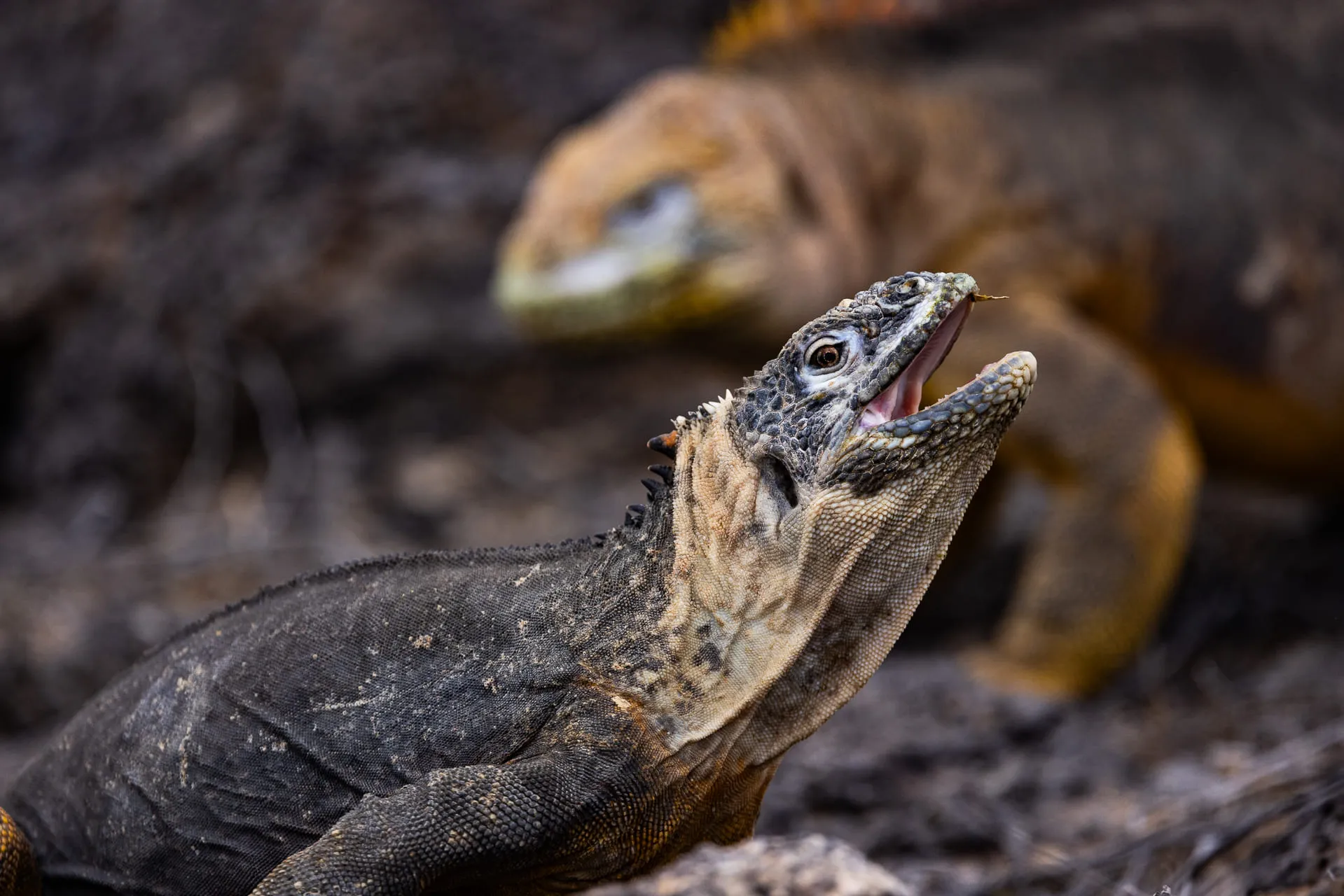 Galápagos — photograph 11 of 32