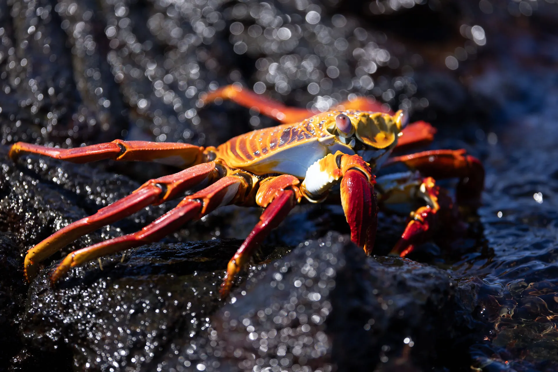 Galápagos — photograph 12 of 32