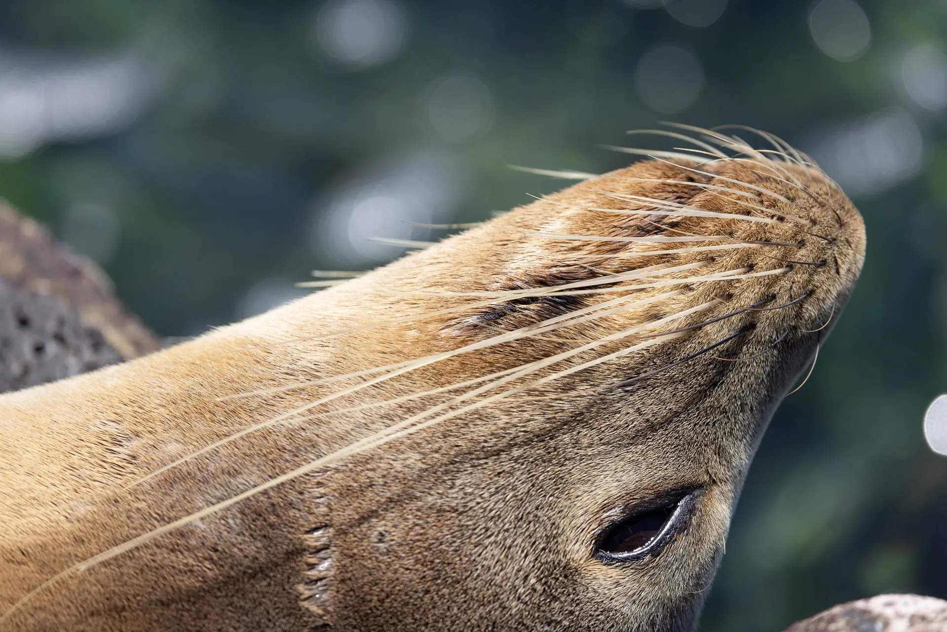 Galápagos — photograph 13 of 32