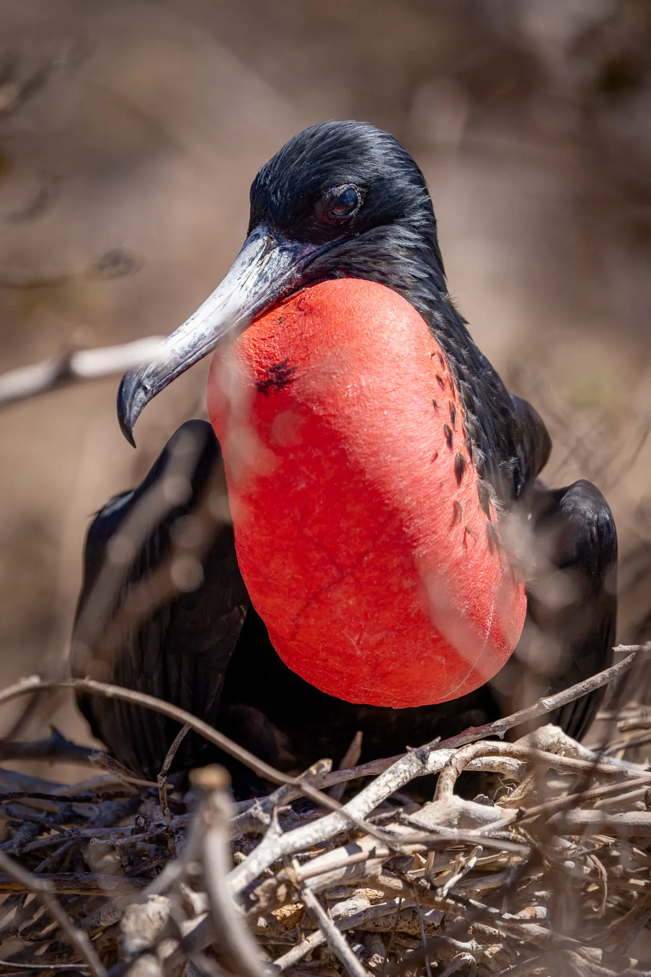 Galápagos — photograph 15 of 32
