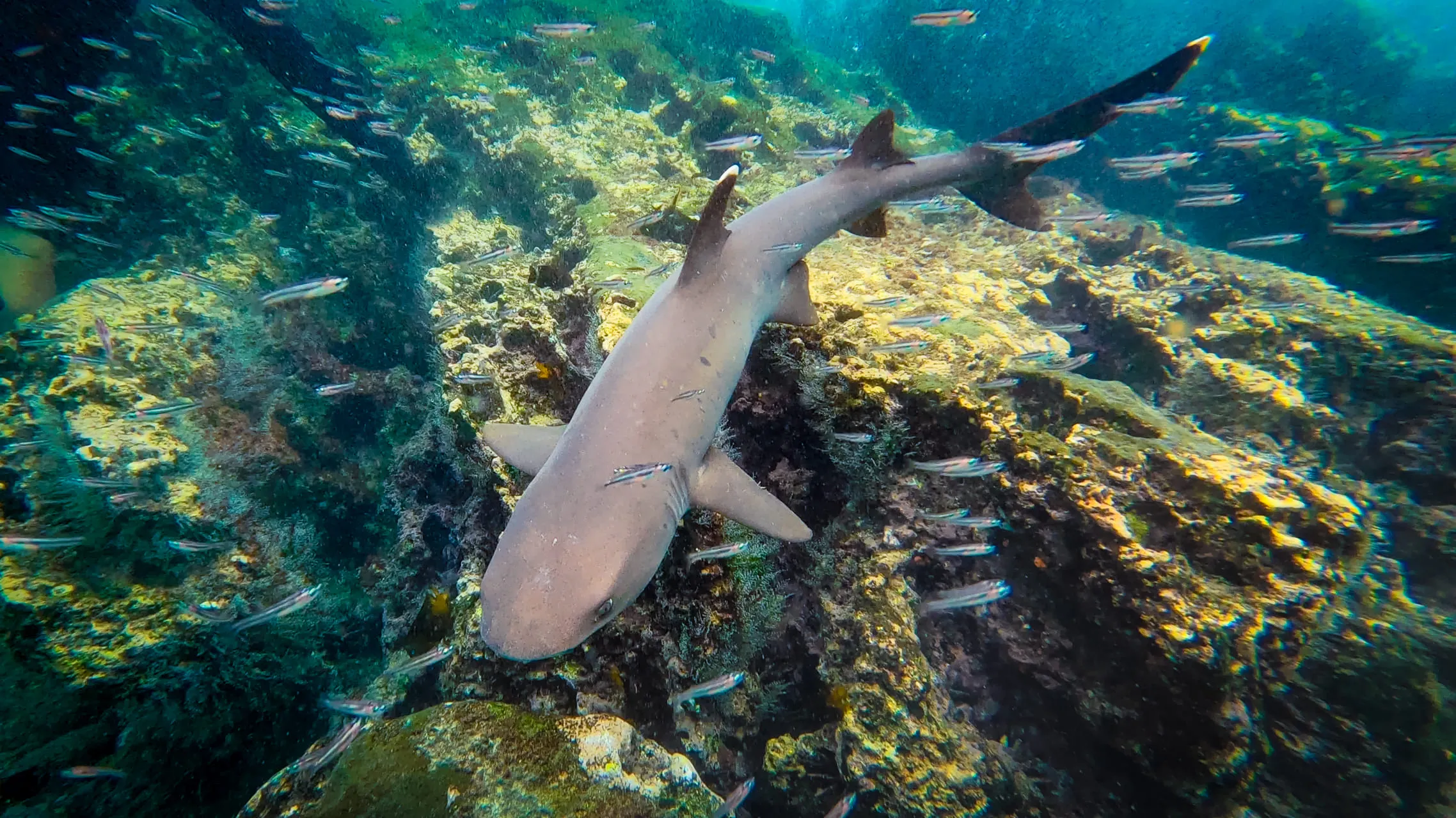 Galápagos — photograph 16 of 32