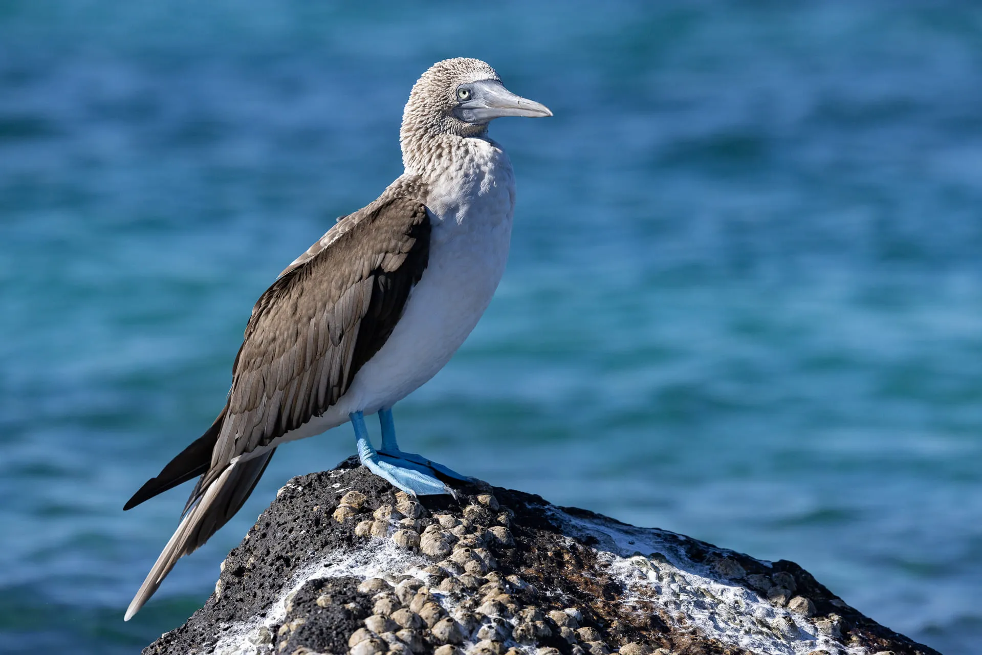 Galápagos — photograph 17 of 32