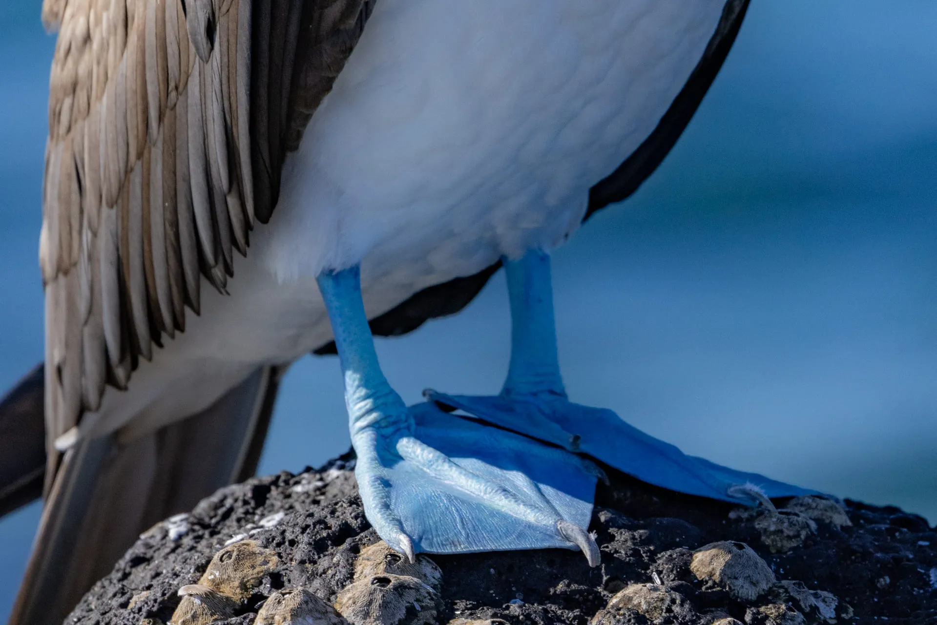 Galápagos — photograph 18 of 32