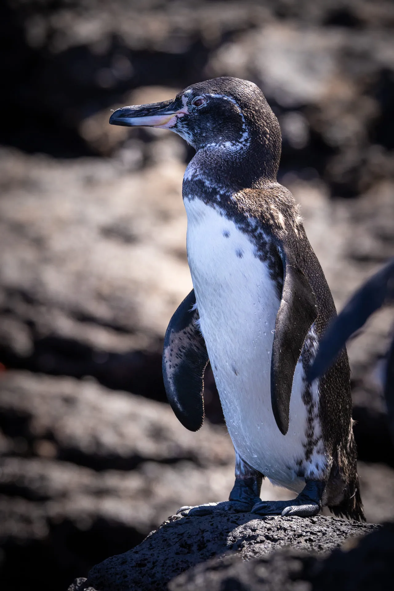 Galápagos — photograph 20 of 32