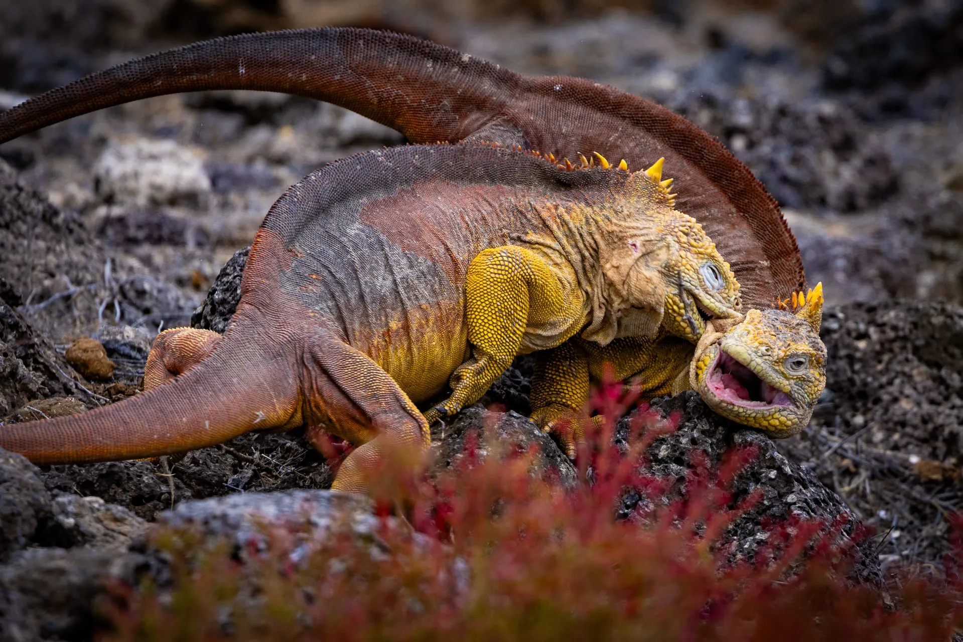 Galápagos — photograph 21 of 32