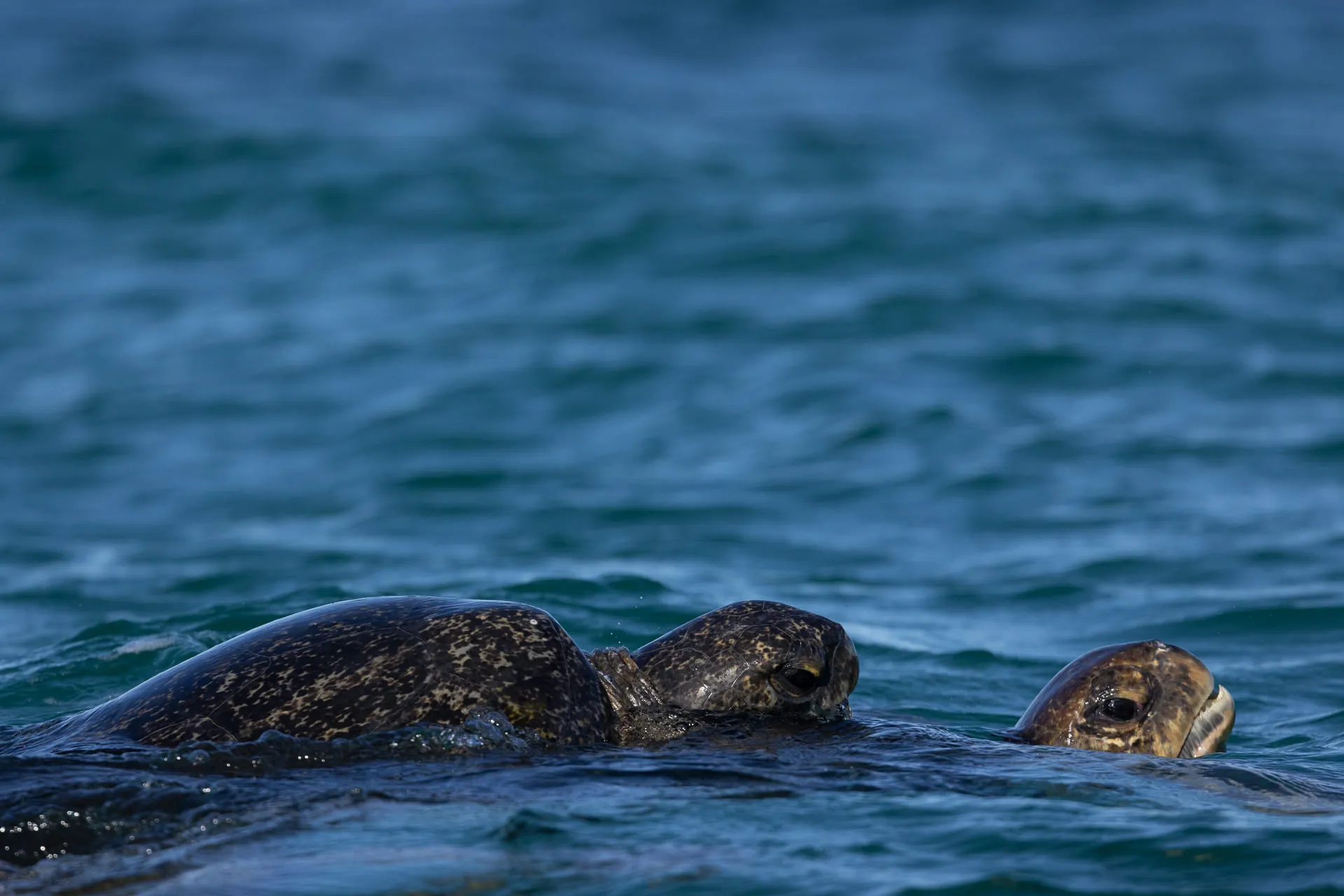 Galápagos — photograph 22 of 32