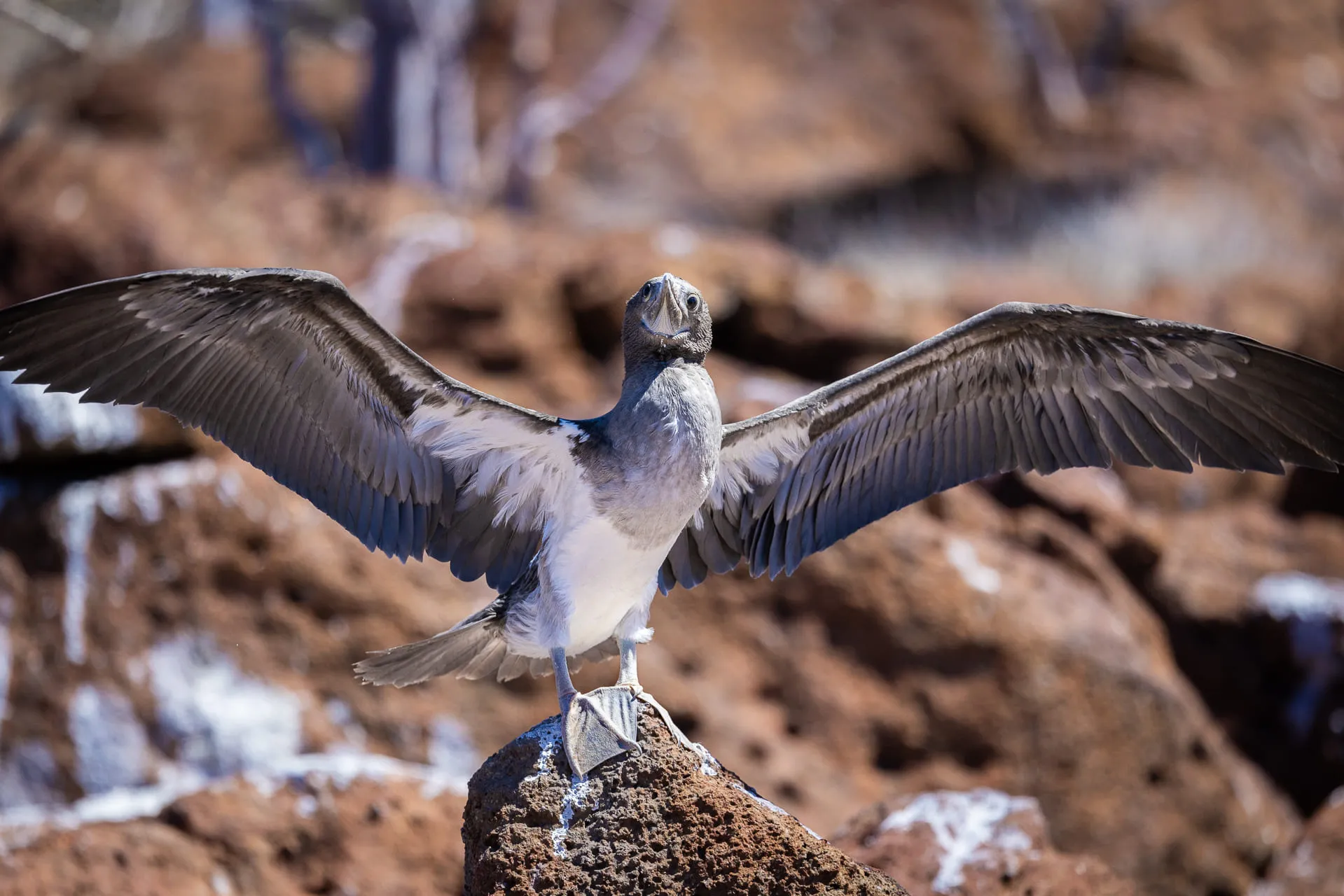 Galápagos — photograph 23 of 32