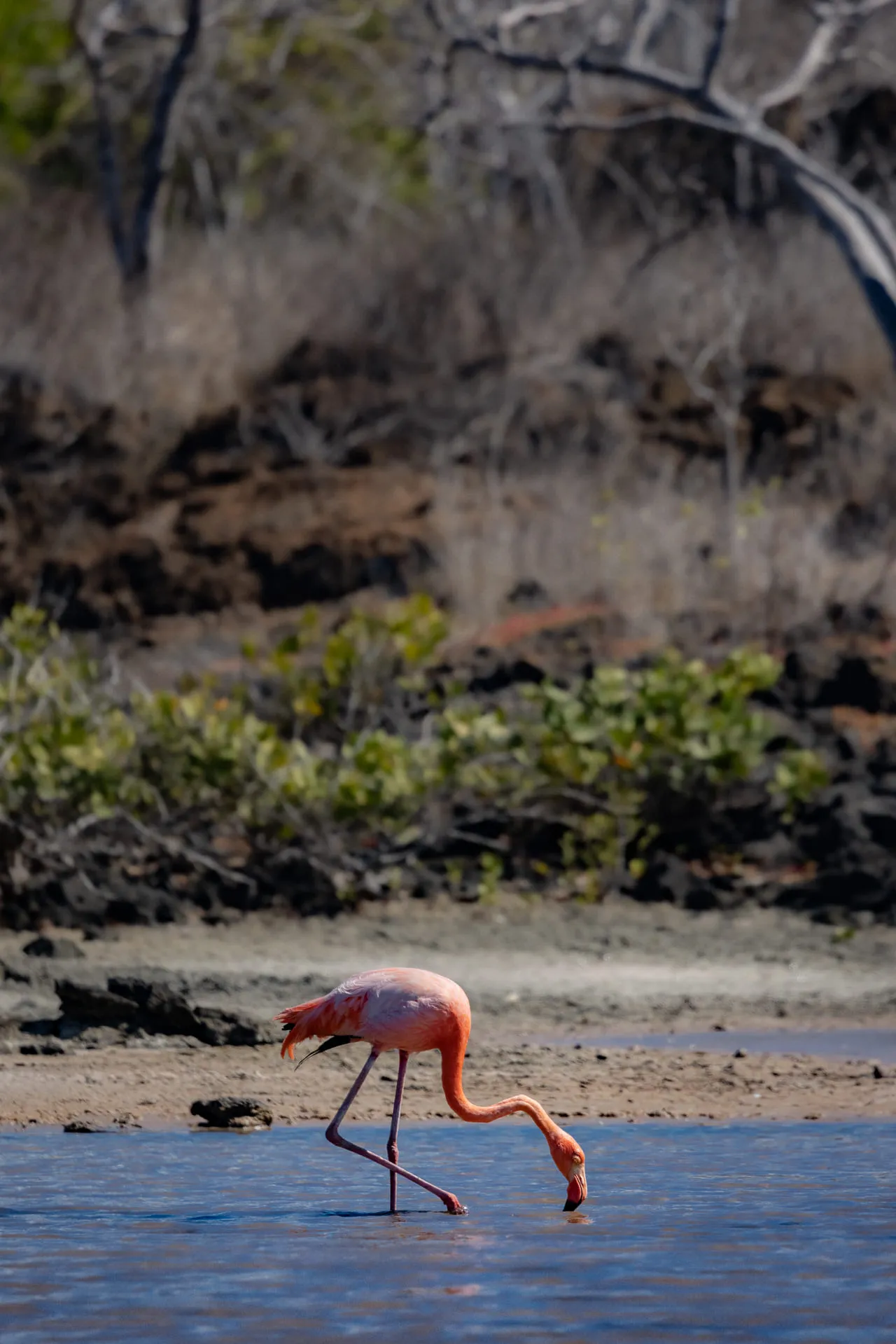 Galápagos — photograph 25 of 32