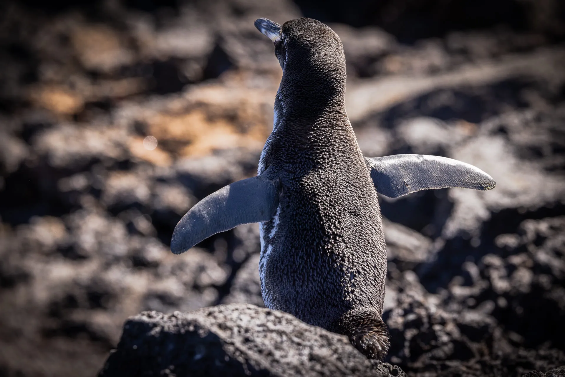 Galápagos — photograph 27 of 32