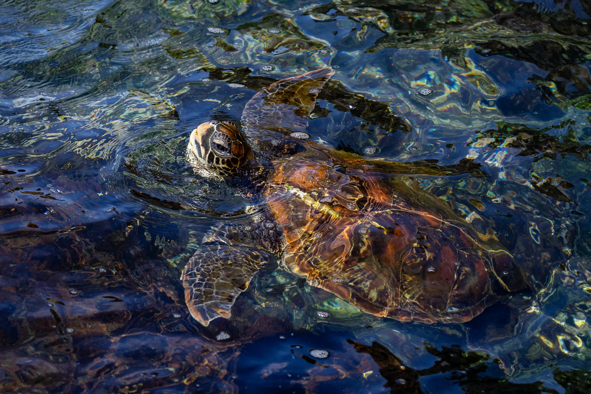 Galápagos — photograph 31 of 32