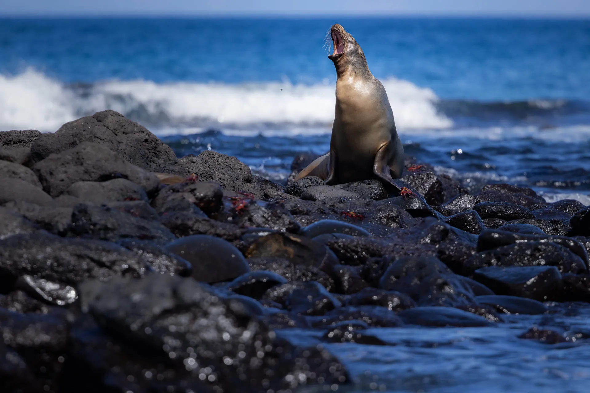 Galápagos — photograph 32 of 32