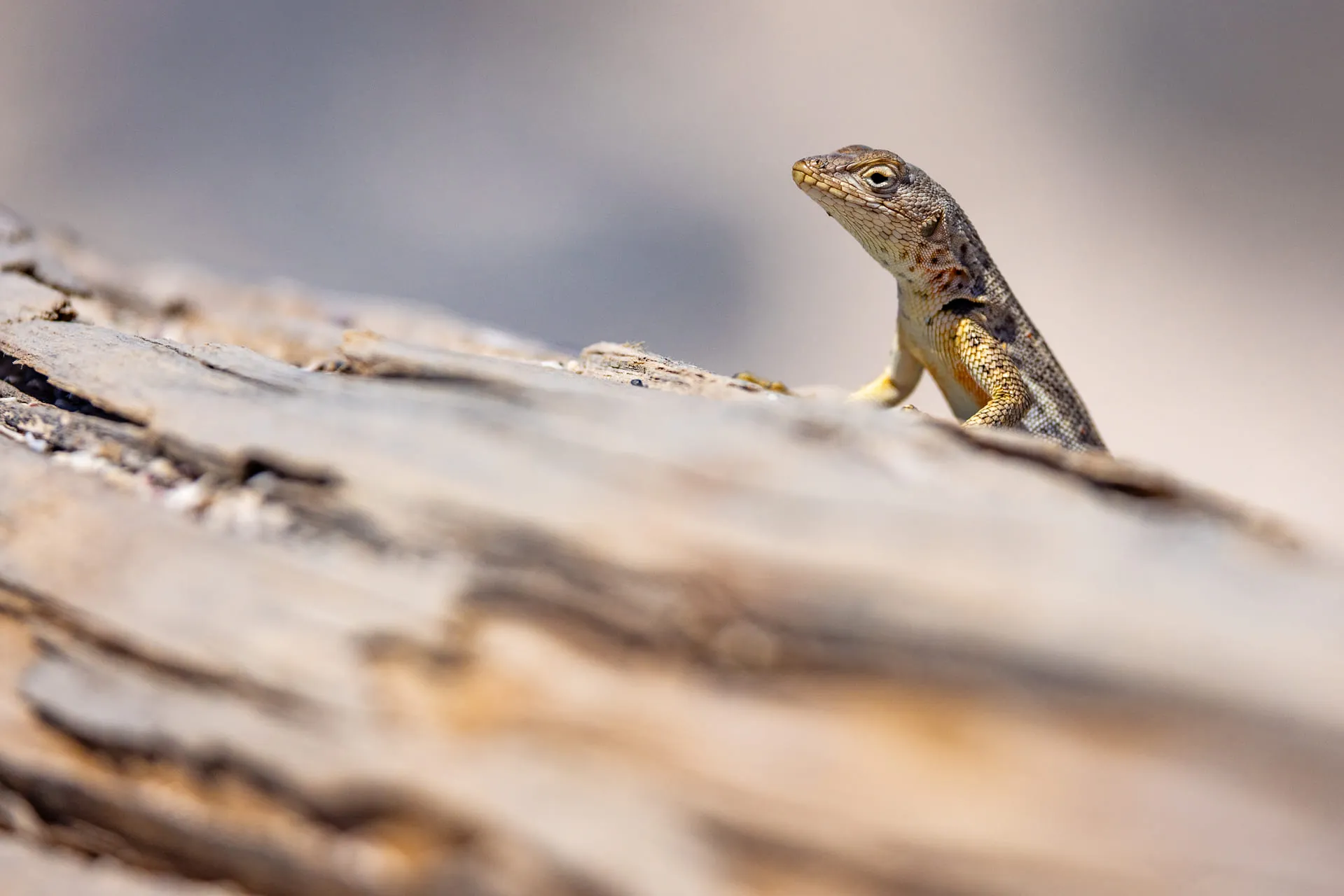 Galápagos — photograph 4 of 32