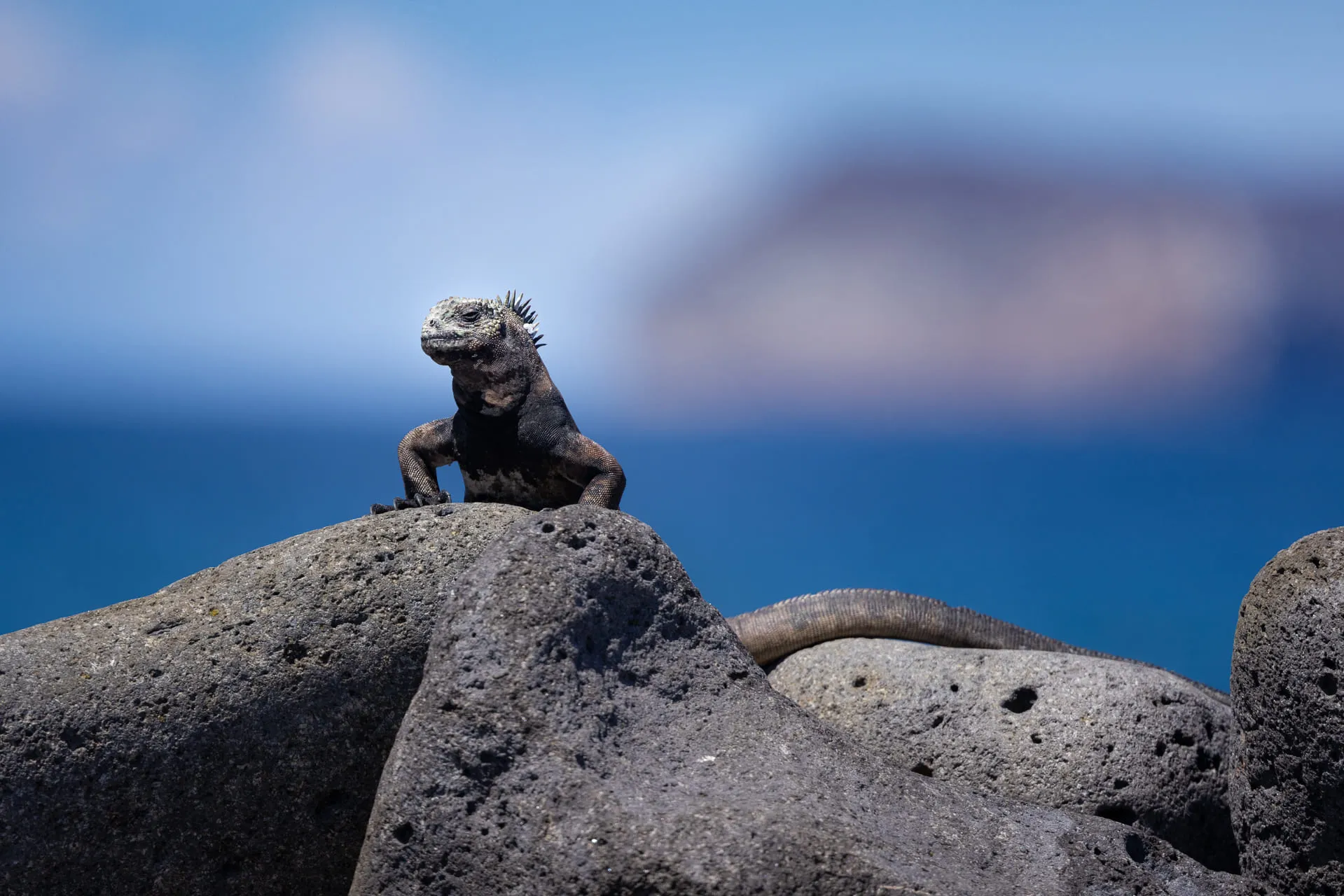 Galápagos — photograph 5 of 32