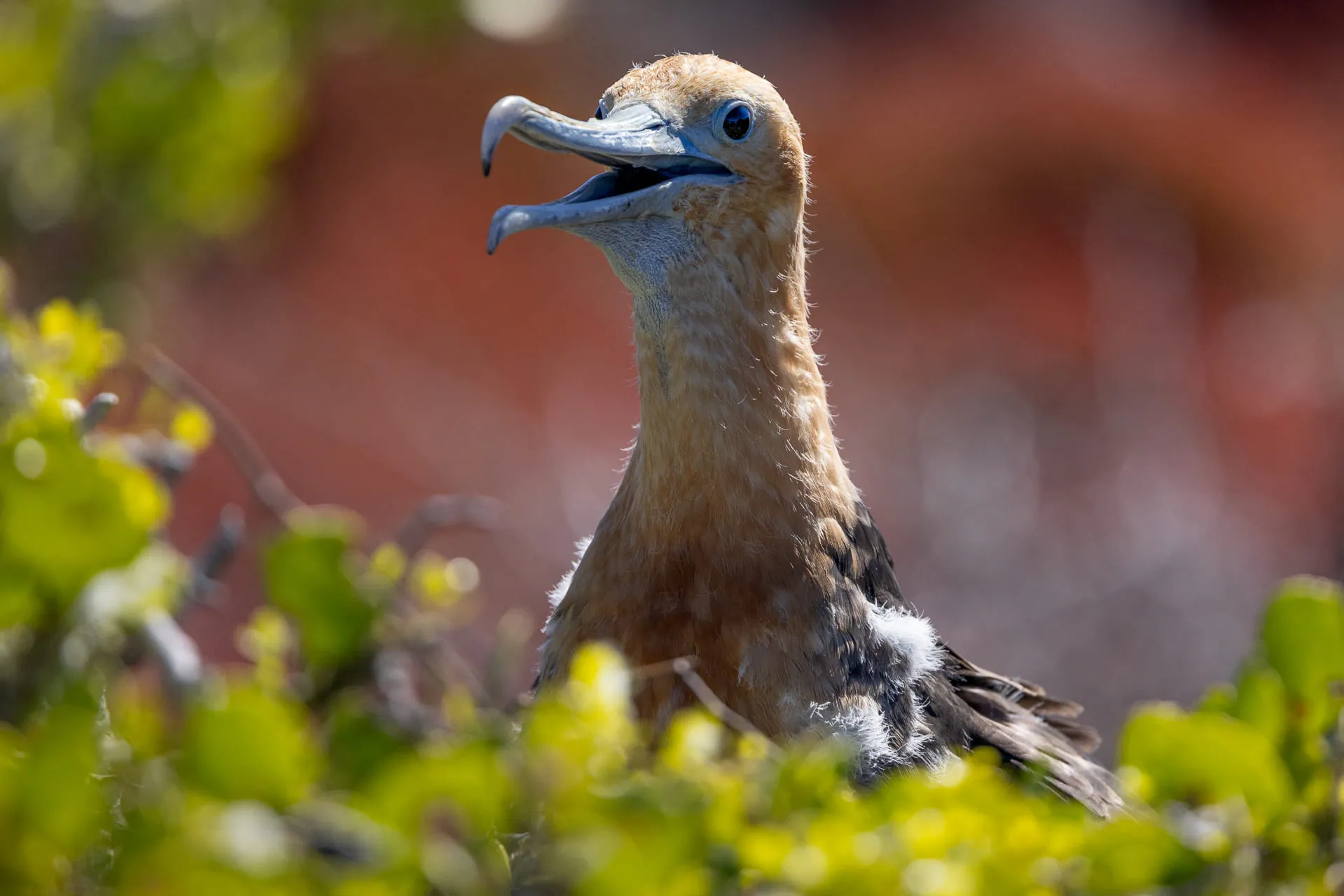 Galápagos — photograph 8 of 32