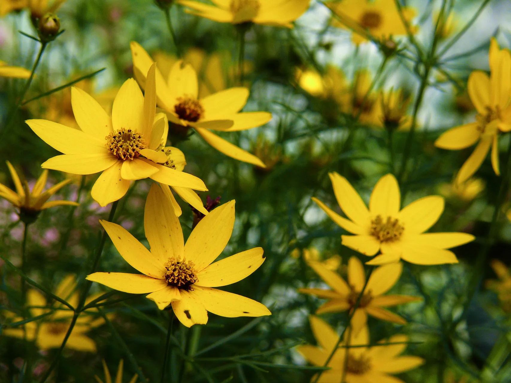 Nature — photograph 1 of 26