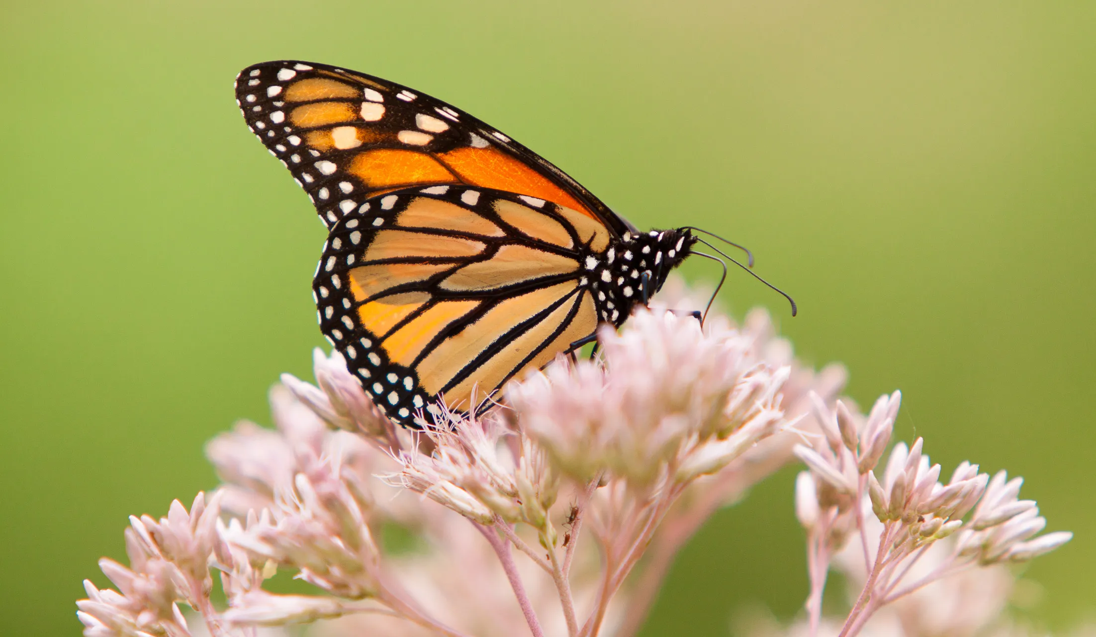 Nature — photograph 11 of 26