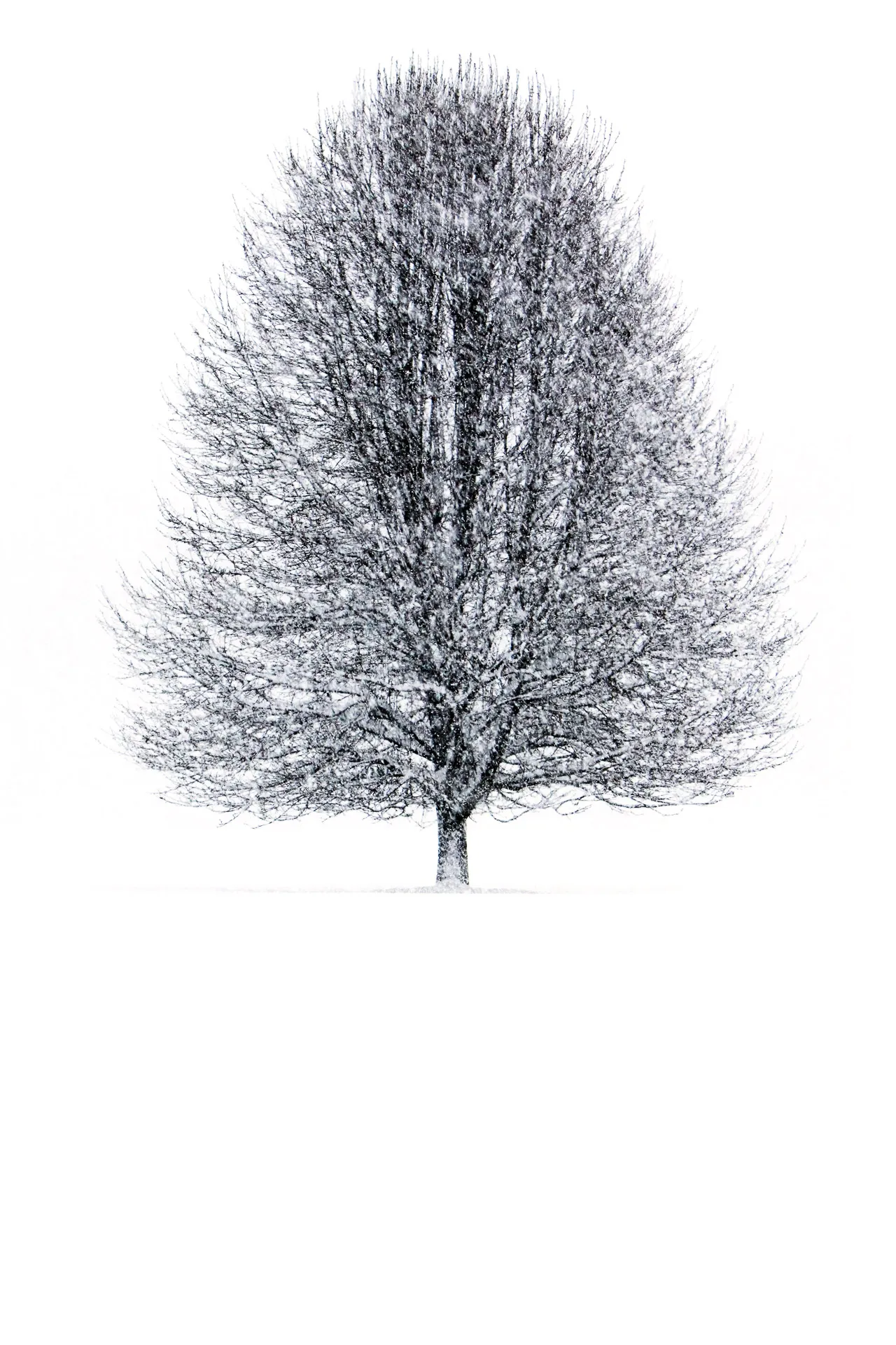 Nature — photograph 19 of 26