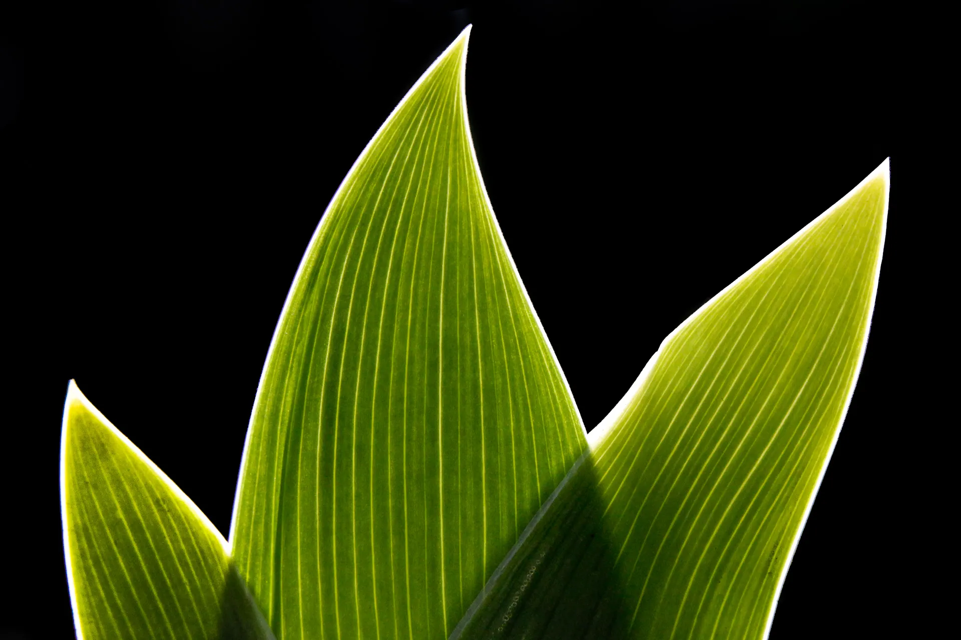 Nature — photograph 24 of 26