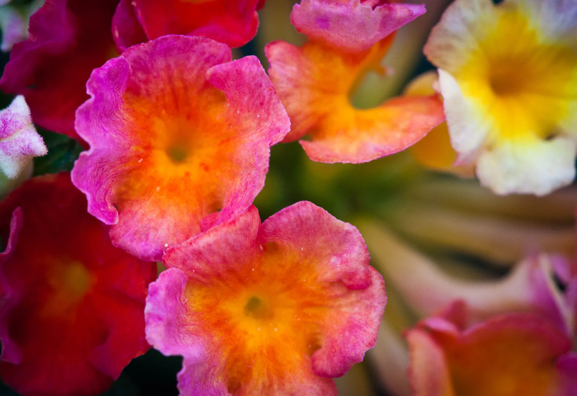 Nature — photograph 9 of 26