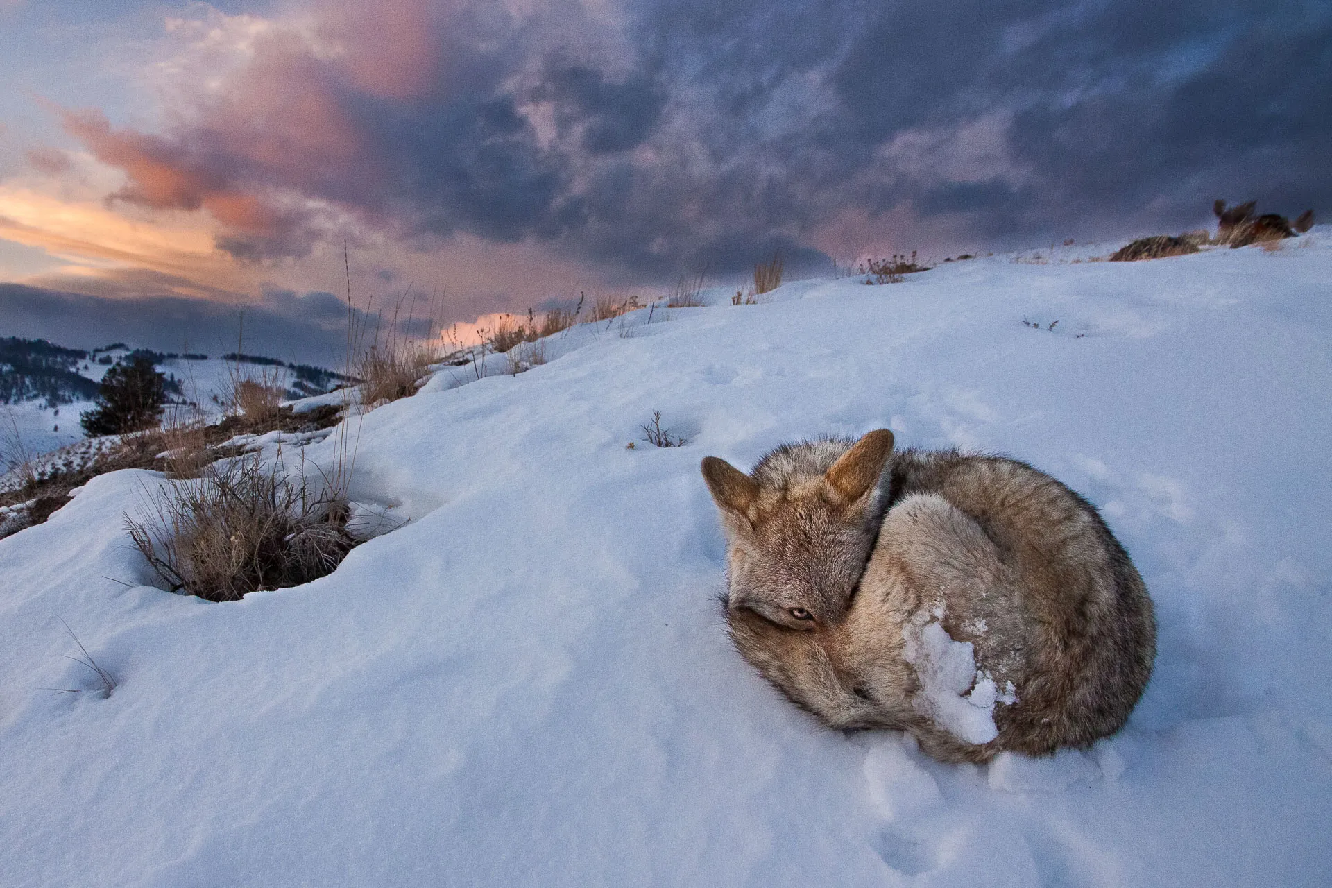 Yellowstone — photograph 2 of 7