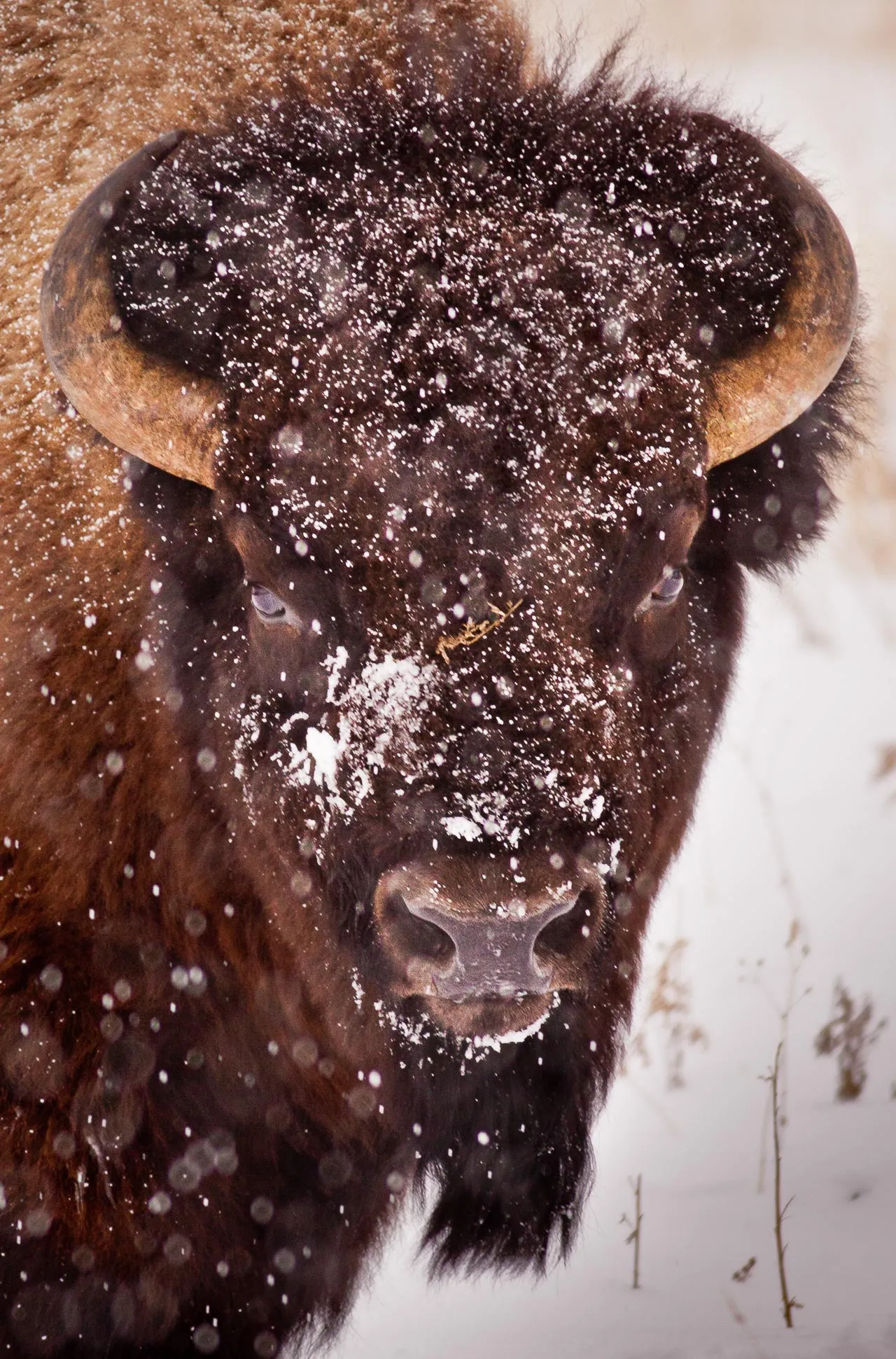 Yellowstone — photograph 3 of 7