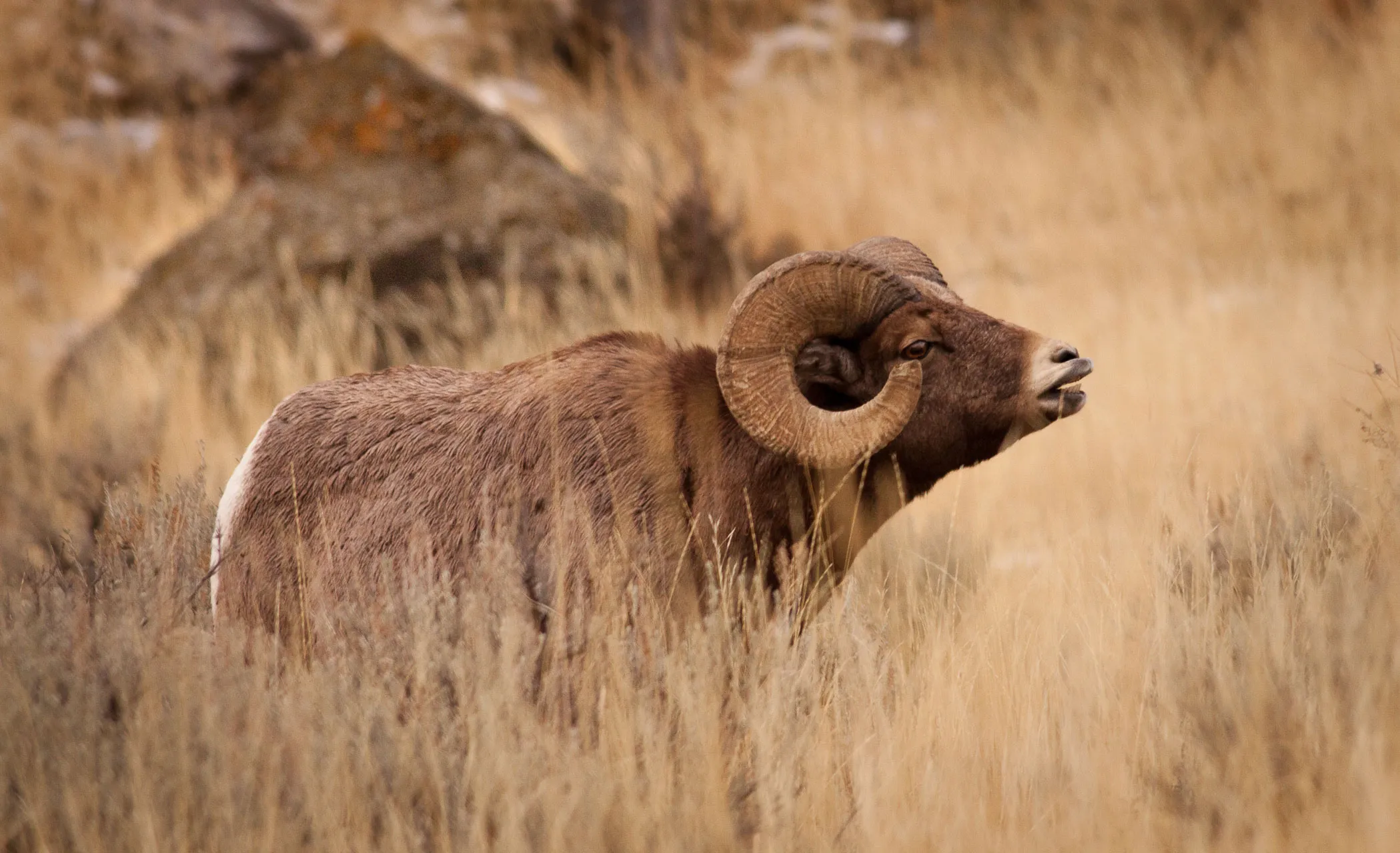 Yellowstone — photograph 4 of 7