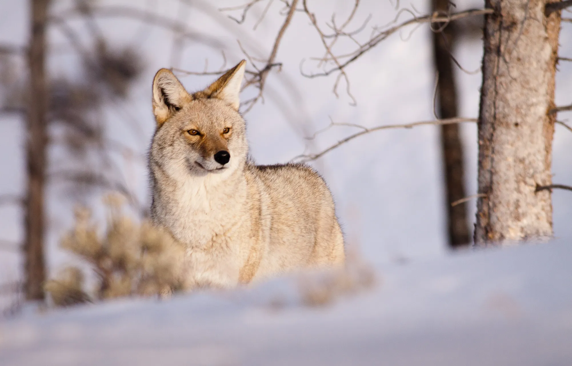 Yellowstone — photograph 5 of 7