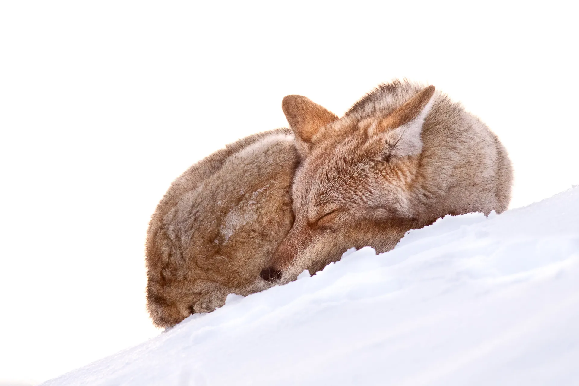 A coyote curled asleep on a bank of snow